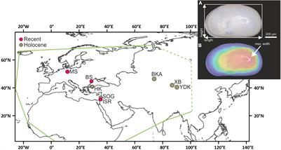 Large-Scale Geographic Size Variability of Cyprideis torosa (Ostracoda) and Its Taxonomic and Ecologic Implications